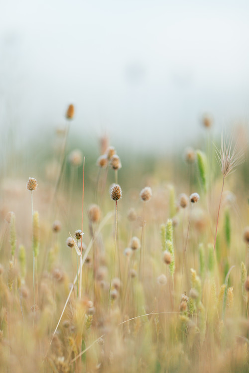 Photographie d'art Pastel colour plants