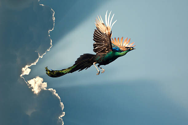 Fotografia peacock flying on blue sky