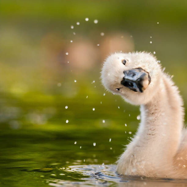 Fotografie Peekaboo,Close-up of duck swimming in lake