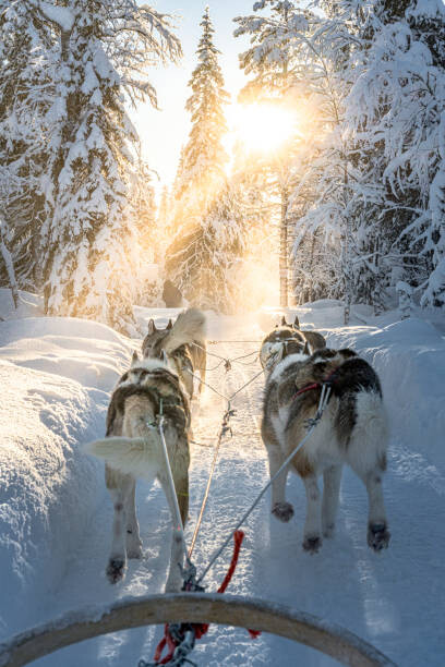 Fotografi Personal perspective of person dogsledding in