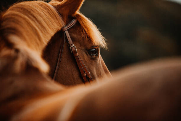 Fotografie de artă Pferd Fuchs im Herbst im Gegenlicht