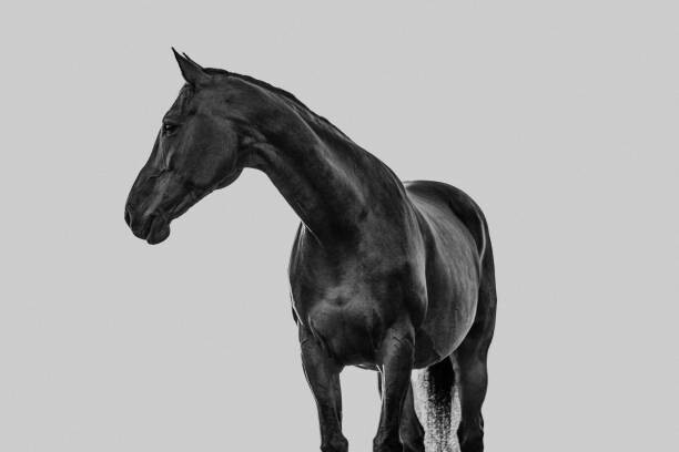 Kunstfotografie Pferd Portrait vor grauem neutralen Hintergrund