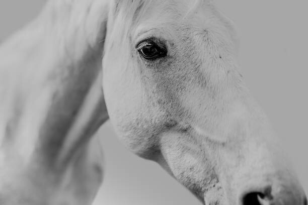 Kunstfotografie Pferd Schimmel vor neutralem Hintergrund weisser