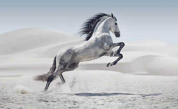 Fotografia artystyczna Picture presenting the galloping white horse
