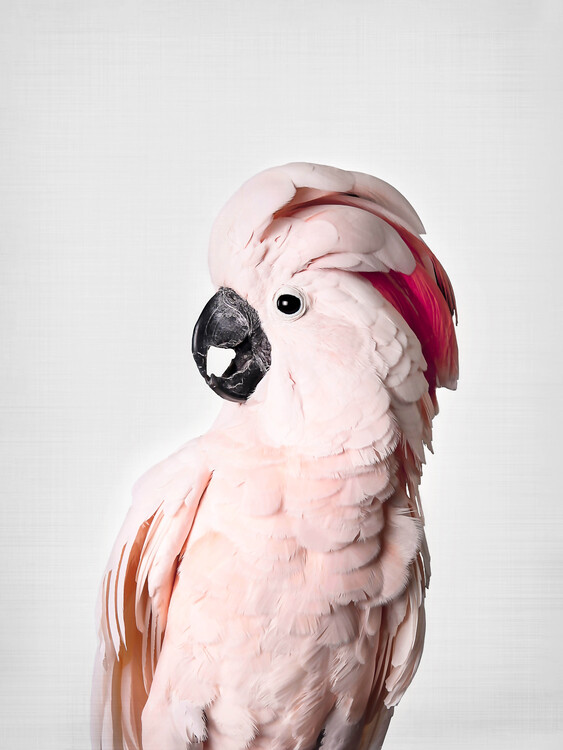 Pink Cockatoo  Poster, Stampe Artistiche, Carta da Parati