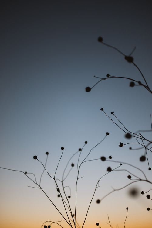 Kunstfotografi Plants with sunset sky