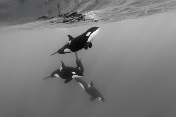 Umělecká fotografie Pod of female orcas, killer whales,