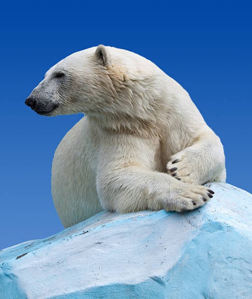 Fotografi Polar bear on a rock against blue sky