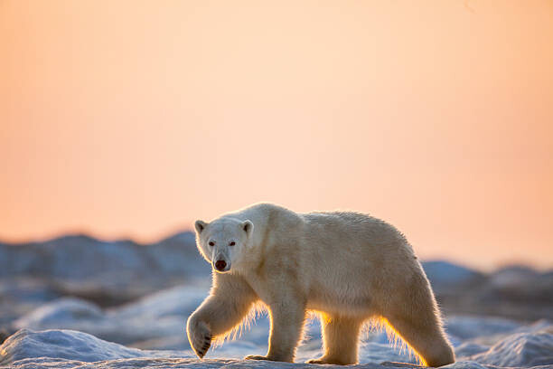 Fotografie Polar Bear on Sea Ice, Hudson Bay, Nunavut, Canada