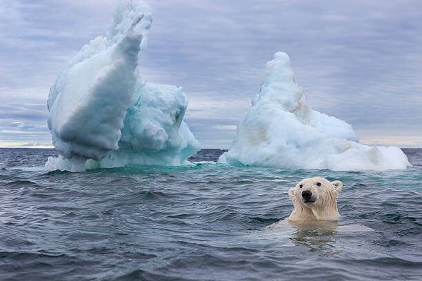 Fotografi Polar Bear Swimming near Sea Ice