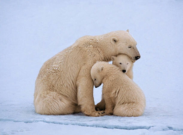 Kunstfotografi Polar bear with twin cubs (Ursus maritimus)