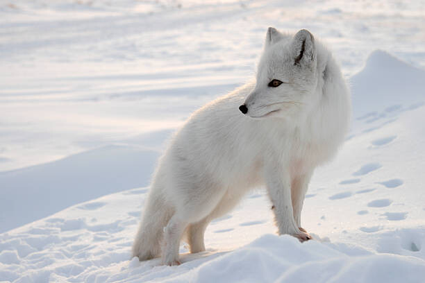Umelecká fotografie Polar fox.