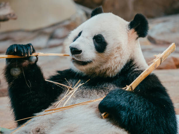 Umělecká fotografie portrait of a giant panda eating bamboo