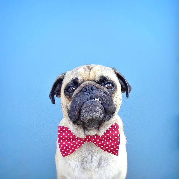 Umělecká fotografie Portrait of a Pug dog wearing bow tie