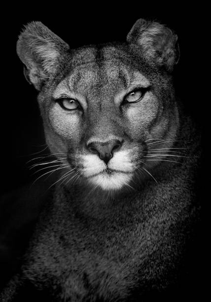 Konstfotografering Portrait of a Puma