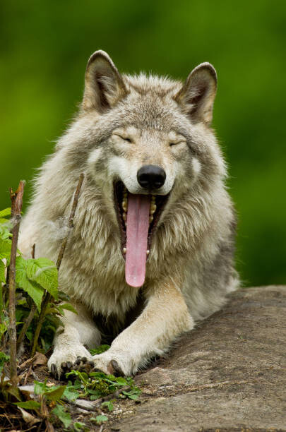 Kunstfotografi Portrait of gray wolf yawning, Parc