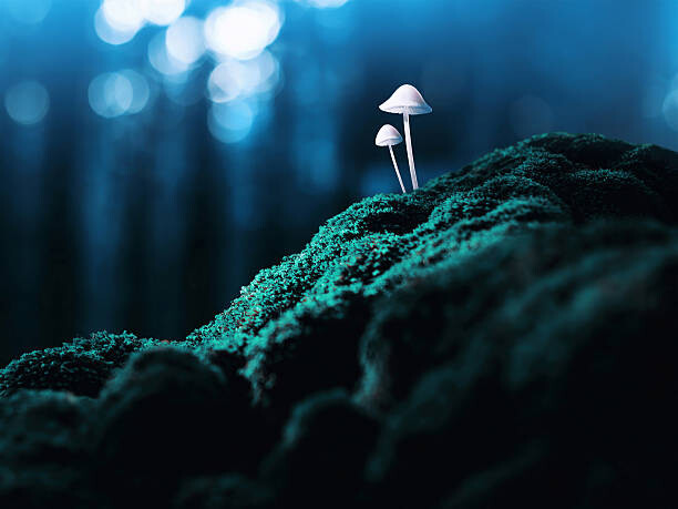 Művészeti fotózás Psychedelic mushrooms