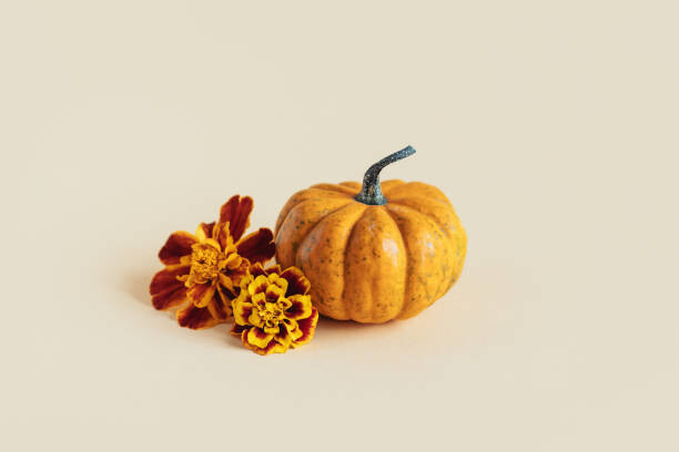 Umetniška fotografija Pumpkin with autumn marigold flowers