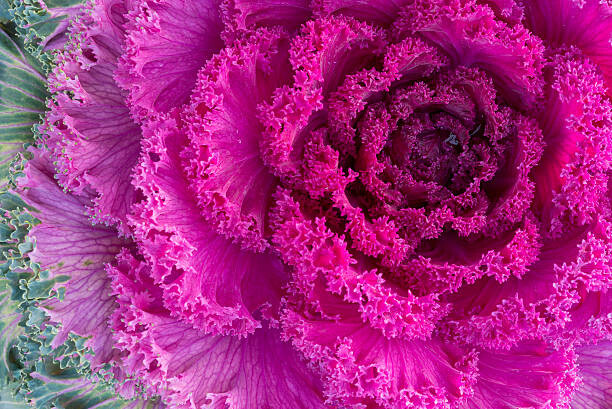 Kunstfotografi Purple ornamental kale close-up