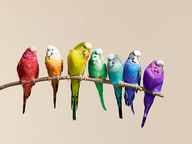 Umelecká fotografie Rainbow row of budgies sat on a branch