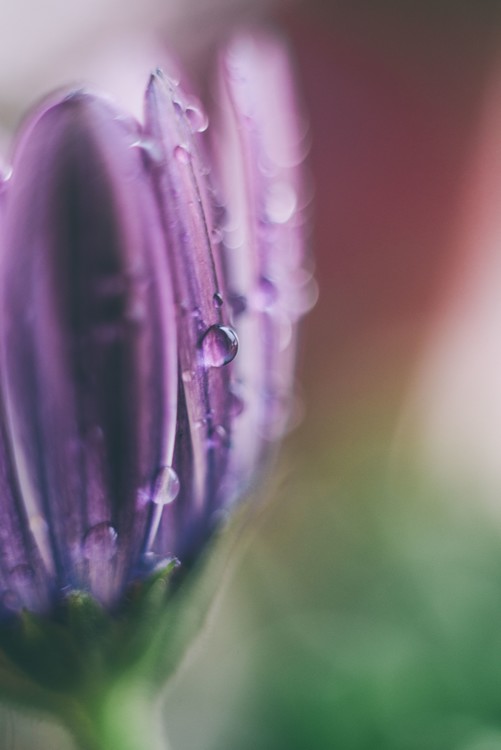 Umetniška fotografija Raindrop on a lilac flower