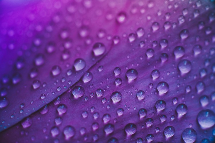 Umetniška fotografija Raindrop on a lilac-rose flowers