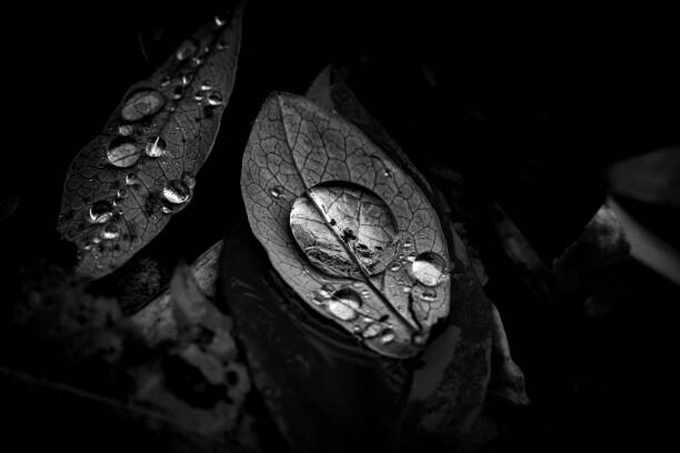 Fotografia artystyczna Raindrops