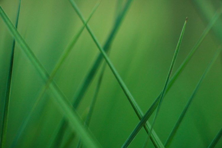 Arte fotográfico Random grass blades