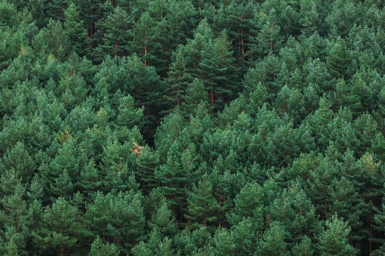 Photographie d'art Random woods