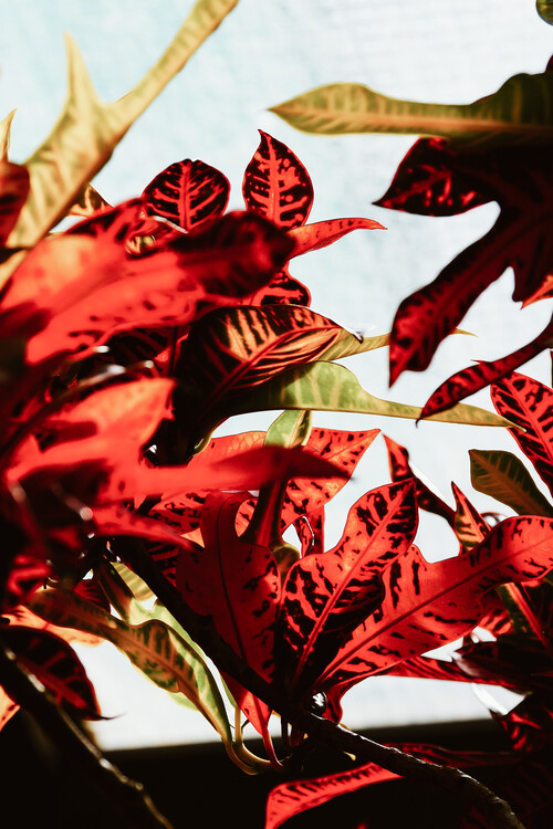 Arte fotográfico Red leaves