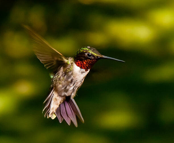 Fotografi Red Throated Hummingbird