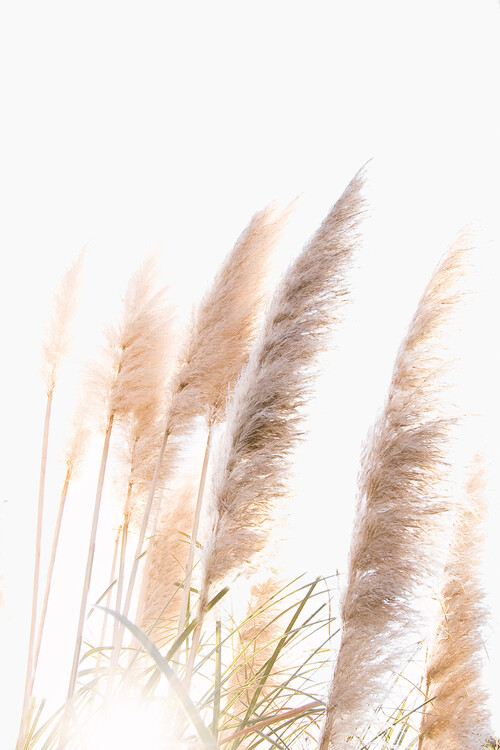 Photographie artistique Reed 1