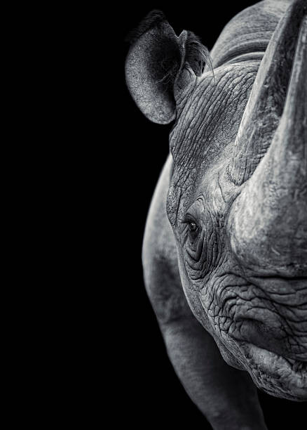 Umelecká fotografie Rhinoceros