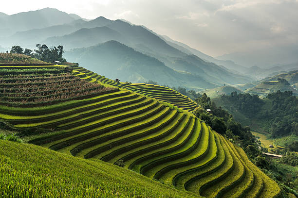 Umělecká fotografie Rice fields on terraced of Mu