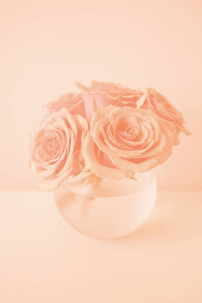 Művészeti fotózás Roses in the color of 2024 year Peach Fuzz