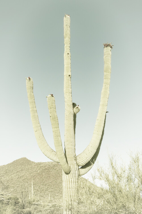 Arte fotográfico SAGUARO NATIONAL PARK Giant Saguaro | Vintage