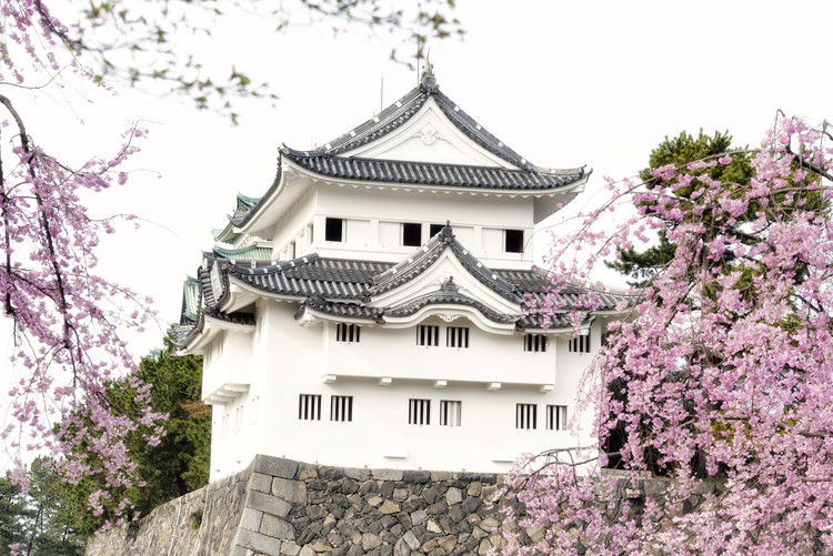 Arte fotográfico Sakura Nagoya Castle