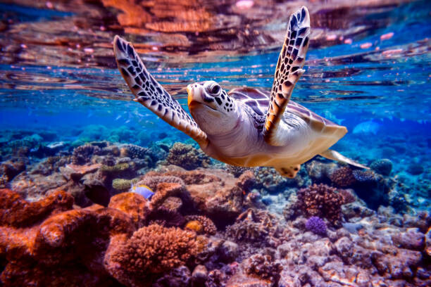 Fotografia Sea turtle swims under water on