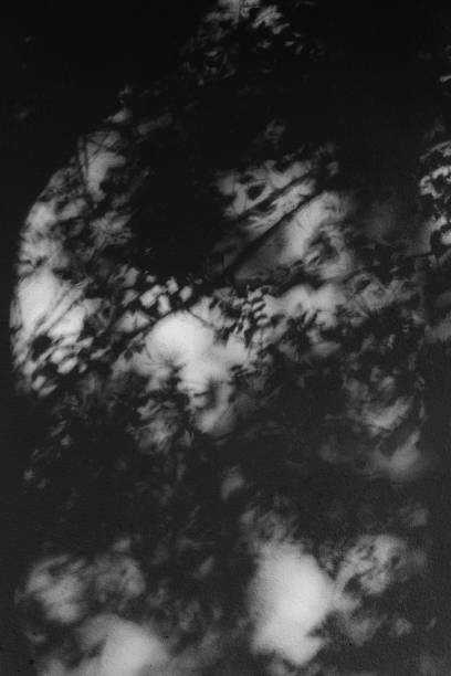 Umjetnička fotografija Shadows of tree branches on a white wall