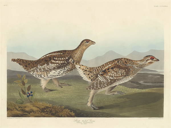 Obraz na plátně Sharp-tailed Grous, 1837