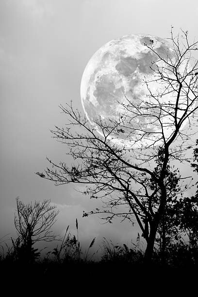 Fotografi Silhouettes of dry tree against night
