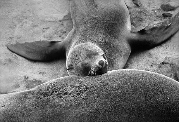 Umjetnička fotografija Sleeping seal