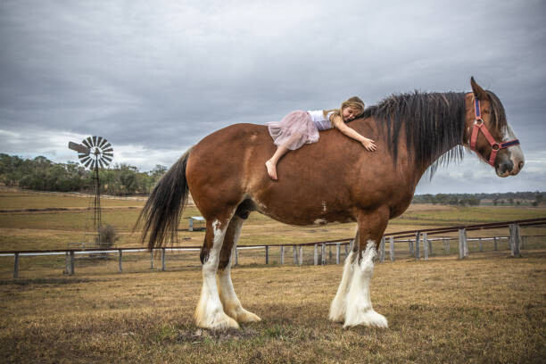 Művészeti fotózás Small girl lying on huge Clydesdale horse