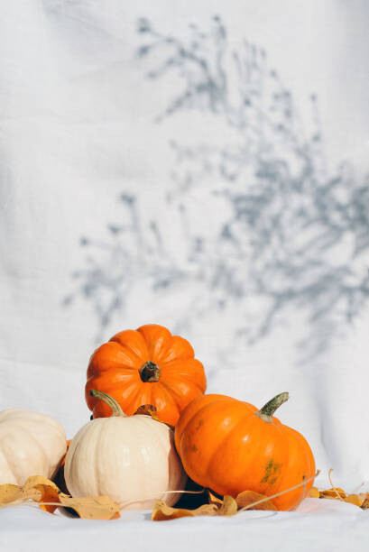 Umělecká fotografie Small pumpkins