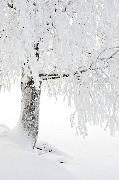 Művészeti fotózás Snow and frost covered birch tree on riverbank