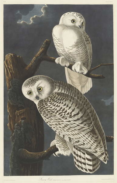 snowy owl wall art