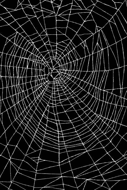 Művészeti fotózás Spider Web Pattern