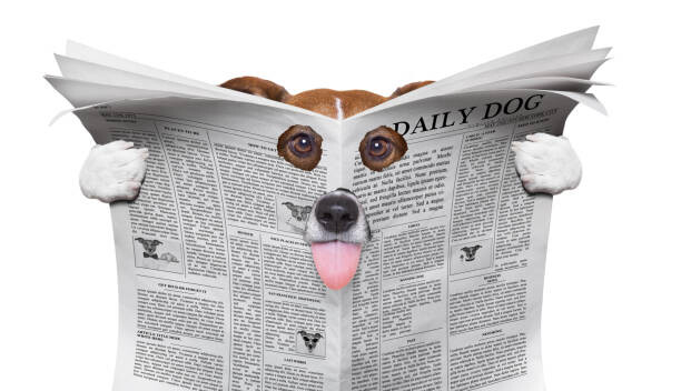 Umělecká fotografie spy dog reading a newspaper