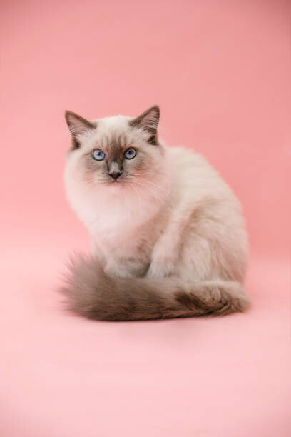 Kunstfotografie studio portrait of fluffy kitten