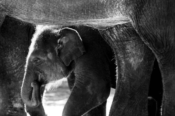 Konstfotografering Sumatran Elephant